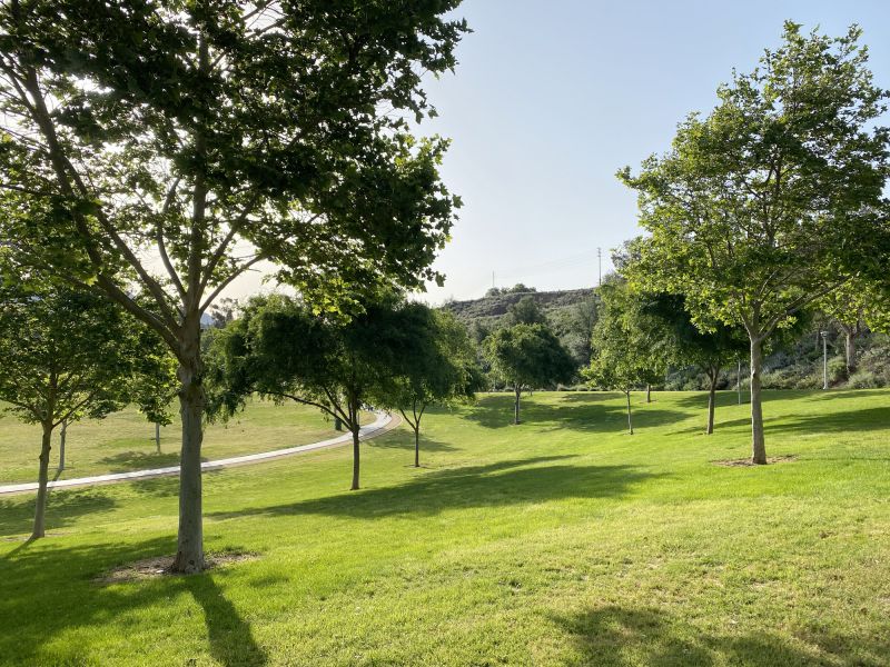 Tree Landscaping