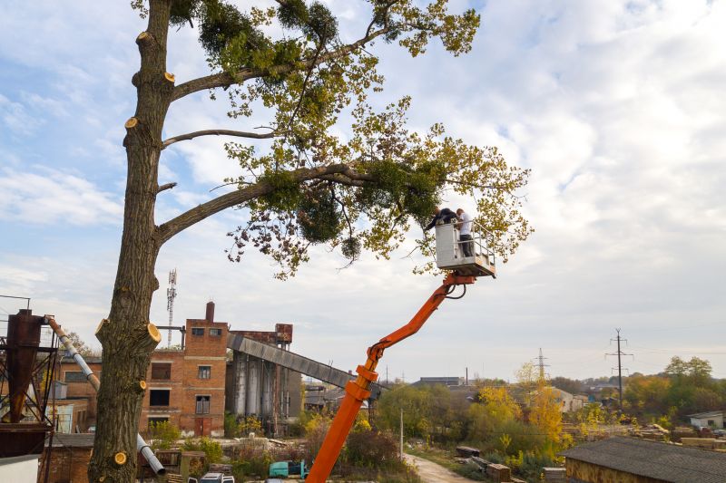 Tree Straightening Service