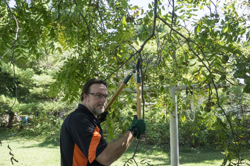 Tree Straightening Service