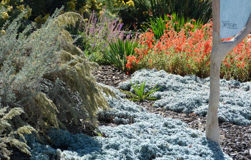Yard Xeriscaping