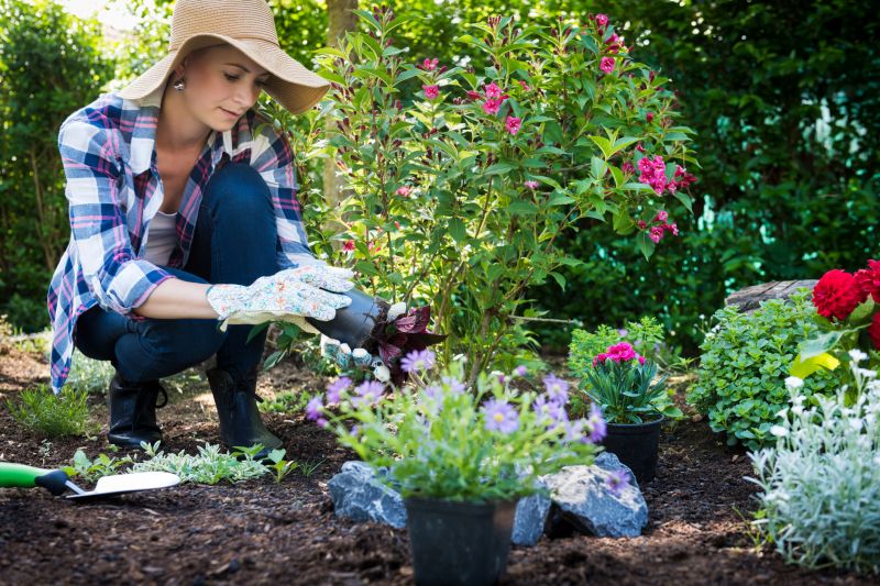 Zinnia Planting