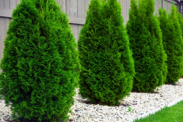 Arborvitae Planting in Draper