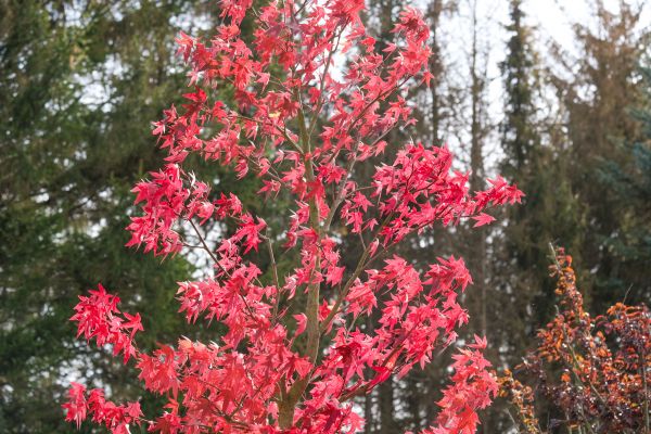 Japanese Maple Planting in Draper