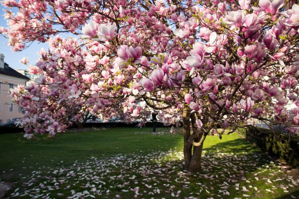 Magnolia Tree Planting in Draper