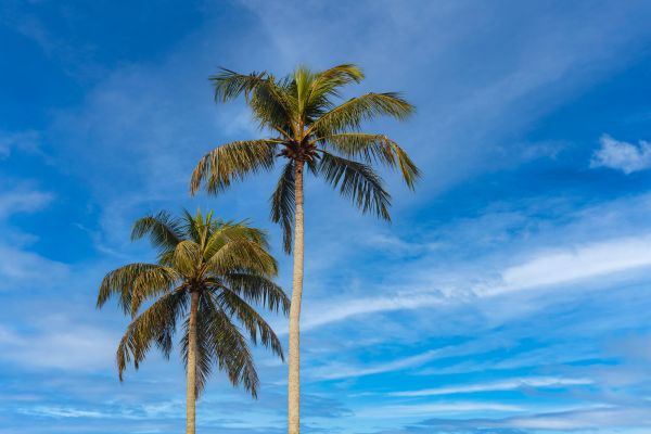 Palm Tree Planting in Draper