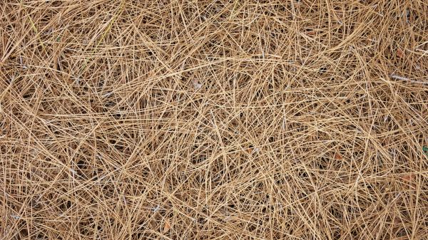 Pine Needles Delivery in Draper