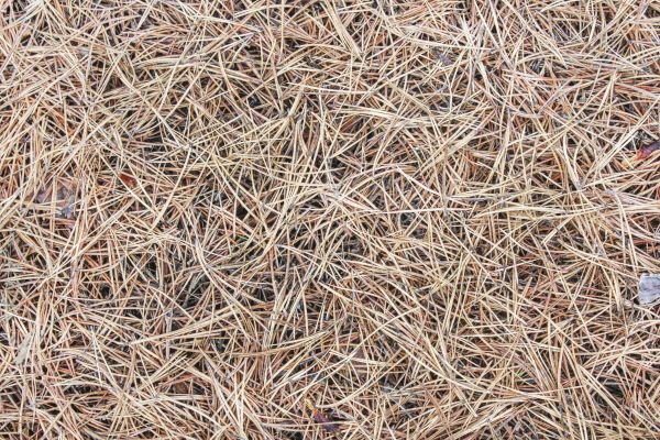 Pine Straw Installation in Draper