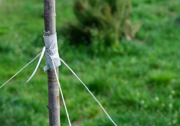 Tree Staking Service in Draper