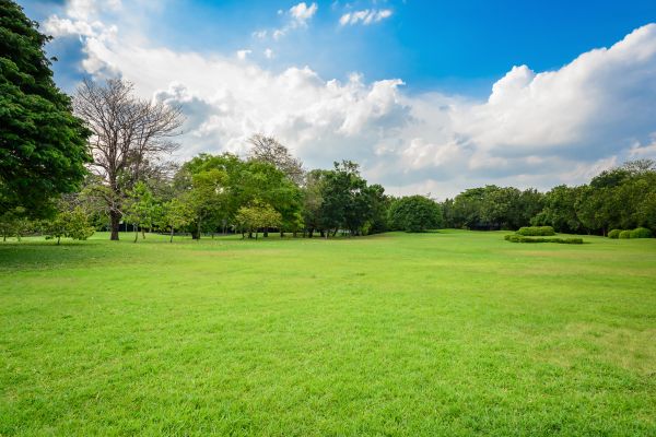 Green Space Tidying