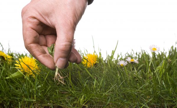 Lawn Weeding in Draper