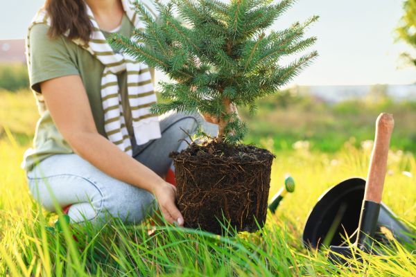 Spruce Tree Planting in Draper