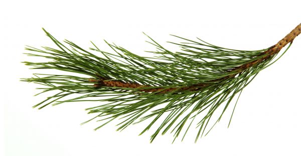 Pine Needles Installation in Draper