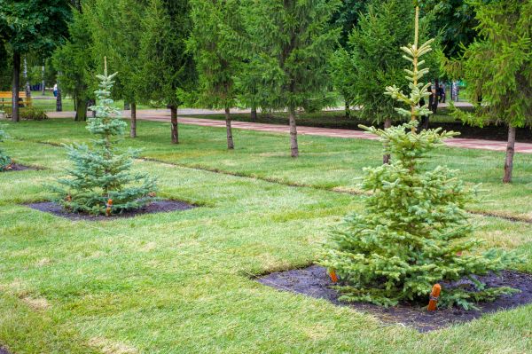 Privacy Trees Planting in Draper