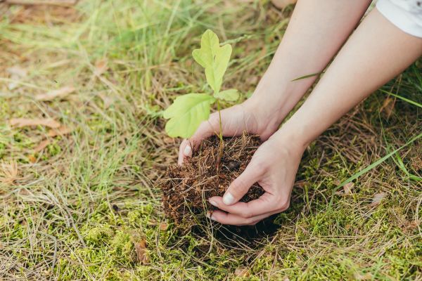 Oak Tree Planting in Draper