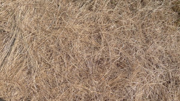 Pine Straw Replacement in Draper