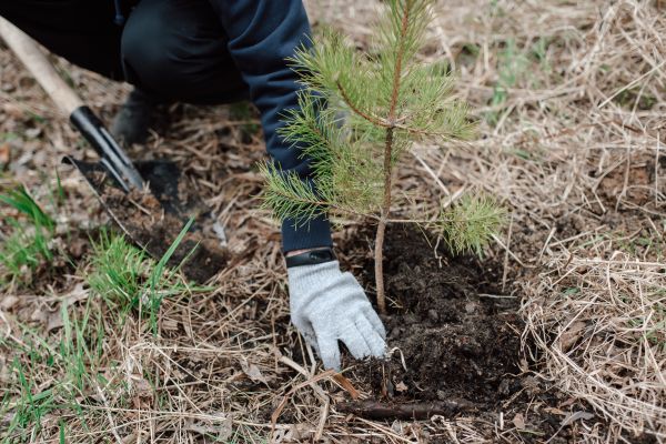 Pine Tree Planting in Draper