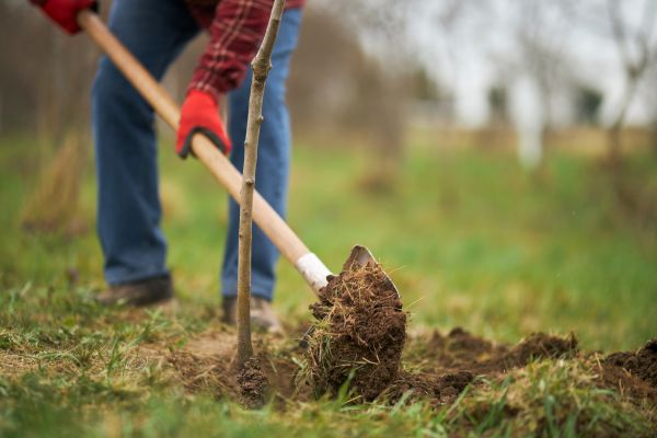 Trees Planting in Draper