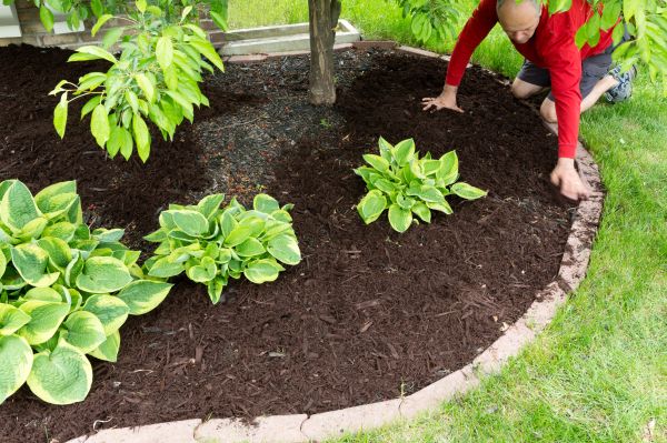 Mulch Rejuvenation