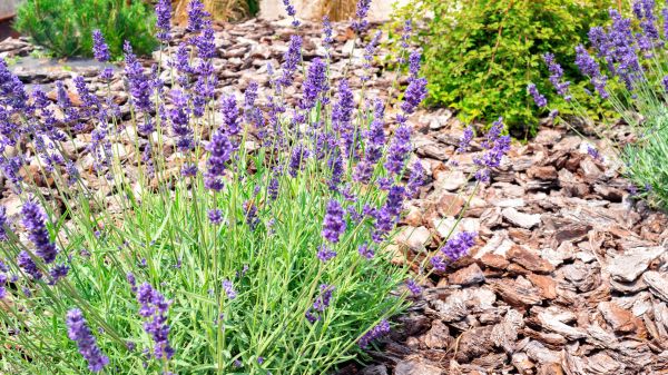 Pine Bark Landscaping in Draper