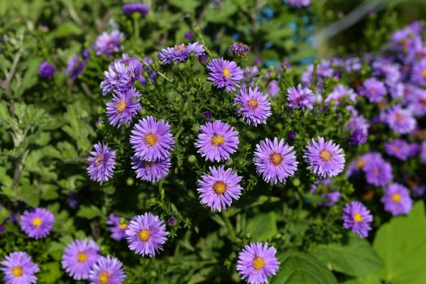 Perennial Flower Planting in Draper