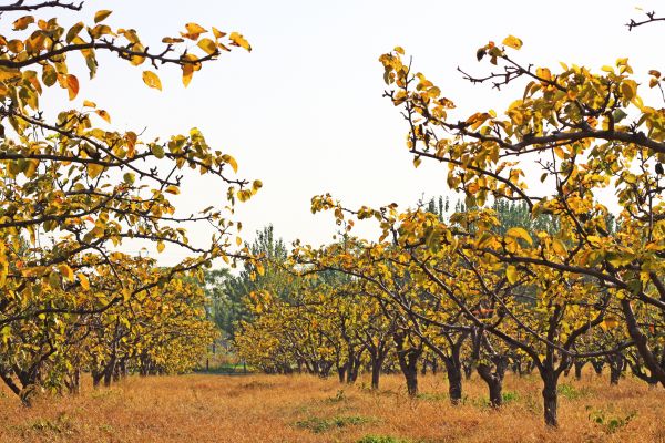 Pear Tree Planting in Draper
