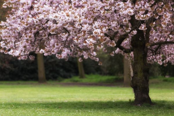 Cherry Tree Planting in Draper