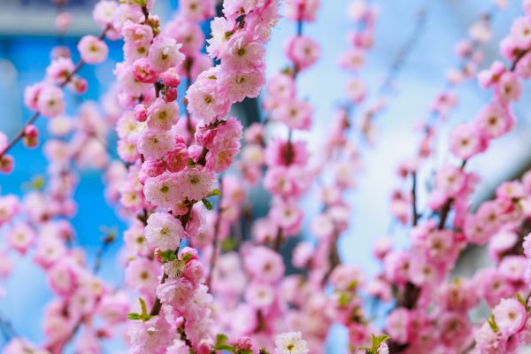 Japanese Cherry Tree Planting in Draper