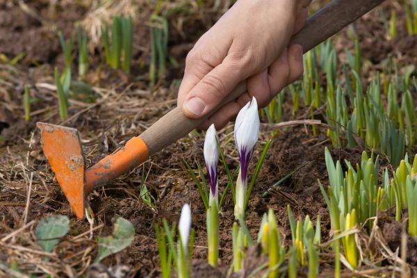 Flower Garden Weeding in Draper