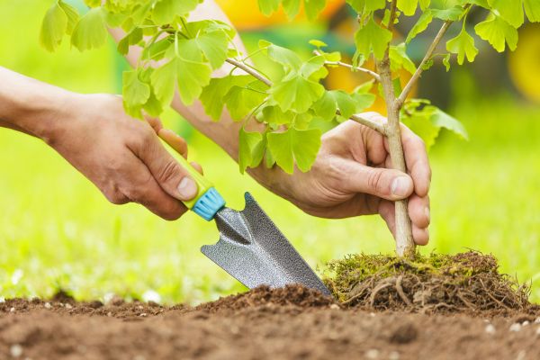 Fruit Tree Planting in Draper