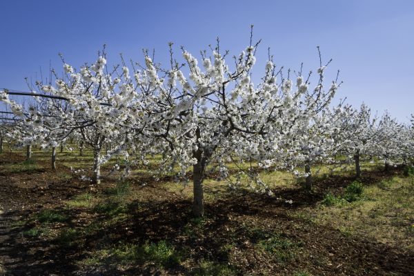Orchard Planting in Draper