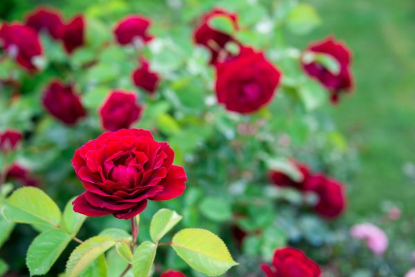 Rose Planting in Draper