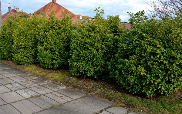 Privacy Shrub Installation