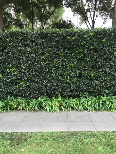 Privacy Shrub Planting in Draper