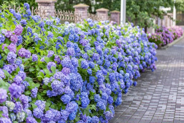 Hydrangea Landscaping in Draper