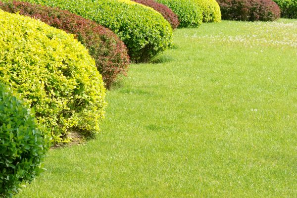 Shrubbery Planting in Draper