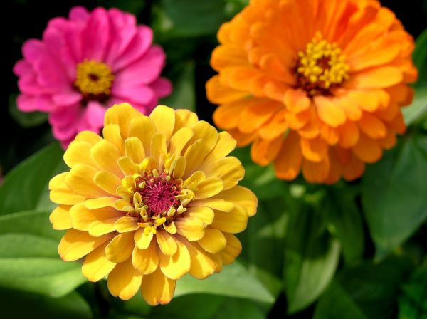 Zinnia Planting in Draper