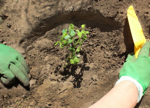 Rose Bush Planting in Draper
