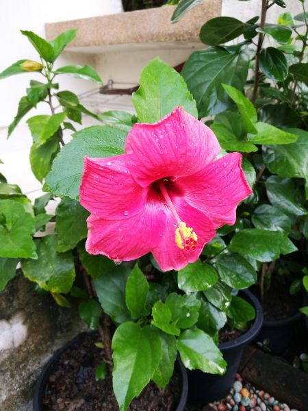 Hibiscus Planting in Draper