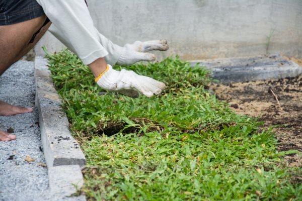 Ground Cover Planting in Draper