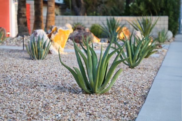 Drought Resistant Landscaping in Draper