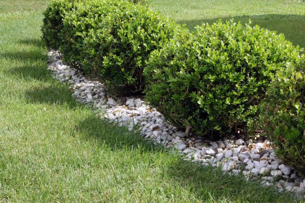 Boxwood Planting in Draper