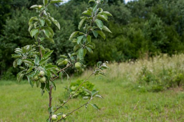 Apple Tree Planting in Draper