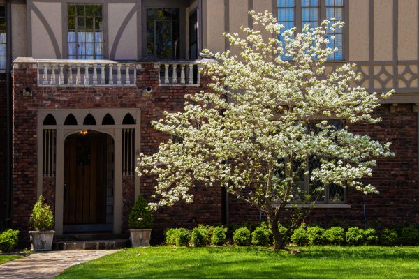 Dogwood Tree Planting in Draper